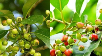 Công dụng của lá vối và lưu ý khi dùng kẻo gây hại