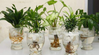 Đặt cây cảnh theo 5 hướng này, mang lại may mắn, giúp chiêu tài, chiêu lộc