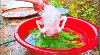Thả nắm lá này vào vặt lông vịt: Sạch cả lông măng, vịt hết sạch mùi hôi thơm ngon cực phẩm