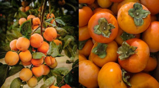 Cách nhận biết hồng giòn Việt và hồng nhập ngoại