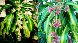 Khi cây thiết mộc lan nở hoa, phải chú ý điều này kẻo hại sức khỏe, tổn hao tài lộc phong thủy gia đình