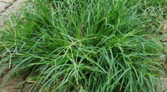 Top 5 loại cây quen thuộc dùng chữa cảm sốt, người dân dễ dàng tìm thấy ở vườn nhà hoặc ngoài chợ