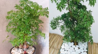 Trồng cây đinh lăng ở vị trí nào tốt cho phong thủy? 4 tuổi nady rất hợp trồng cây đinh lăng?