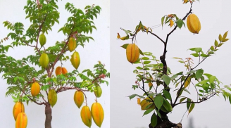 Vì sao người xưa nói trồng cây khế nhỏ thôi cũng mang lại may mắn, giàu sang, sức khỏe và xinh đẹp?