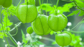 Cây dây leo bóng bay – vẻ đẹp nhẹ nhàng nhưng đầy sức sống, như chiếc chuông nhỏ đung đưa trong gió