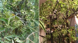 Cây đinh lăng ra hoa là điềm báo gì? Tốt hay xấu?