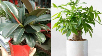 4 loại cây phong thủy nên đặt trong phòng khách: 10 nhà thì 9 nhà giàu, trồng 1 chậu để gia đình thịnh vượng