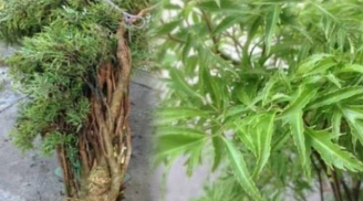 Cây đinh lăng - ‘thần giữ của’ phong thủy: Trồng đúng vị trí để hút tài lộc cho gia chủ