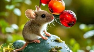 Cha mẹ áp dụng “Hiệu ứng chuột đói”: Bí quyết nuôi con giúp trẻ thành công vượt trội dù gia đình giàu hay nghèo