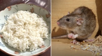 Mẹo đuổi chuột bằng cơm nguội đơn giản, hiệu quả, nhà nào cũng làm được