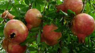 5 loại cây “nhà giàu” hay trồng trong sân, người xưa ví như “chôn vàng” giúp tài lộc đầy nhà