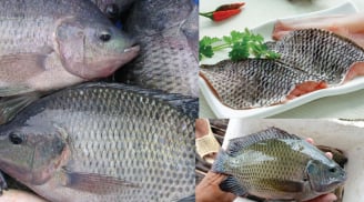 Thực hư thông tin ăn cá rô phi gây độc hại cho cơ thể, chuyên gia lên tiếng