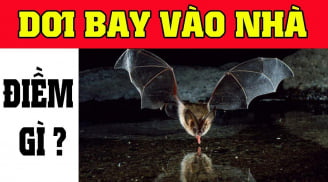 4 con vật đến nhờ tưởng May hoá Gở, đừng cố giữ lại kẻo Tiền mất tật mang