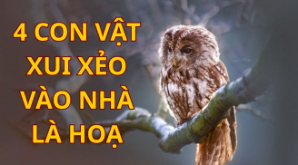 4 loài vật vào nhà là mang vận xui: Phải cẩn thận đề phòng