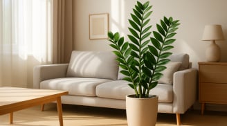 Đặt 5 cây phong thủy này ở phòng khách, cứ ngỡ vô tình mà tiền về ầm ầm