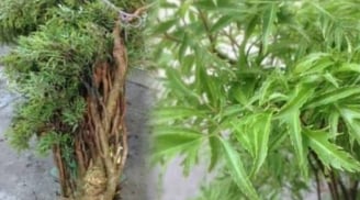 Cây đinh lăng - ‘Thần giữ của’: Vị trí trồng chuẩn phong thủy giúp hút tài lộc, giữ của cải
