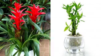 6 loại cây cảnh hút lộc, chỉ cần 1 chậu giúp gia đình luôn thịnh vượng và may mắn