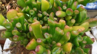 Loại cây cảnh phong thủy tốt hơn 10 chậu trầu bà: Lá như Tỳ Hưu hút lộc, thân giữ của, sống cả trăm năm