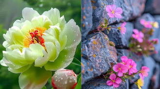 Top 3 ngày sinh âm lịch: Từ nghèo khó đến Thành Đạt tuổi trung niên, khi già vang danh giàu có