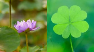 Cuối năm giàu chấn động tam giới: 4 con giáp giữ tâm sáng kiếm tiền nhẹ tênh, phú quý tự tìm đến