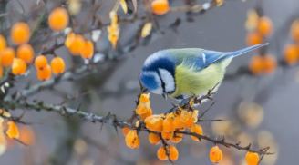 Những ai sinh vào các năm này, được cho là tốt lành, may mắn, tài giỏi và dễ giàu có hơn những người khác