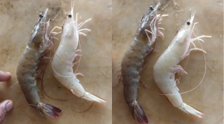 Cách chọn mua tôm nuôi tự nhiên, 10 con trứng cả 10