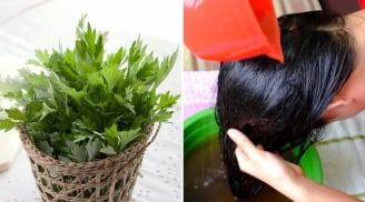 Cách gội đầu bằng nước ngải cứu chống rụng tóc, kích thích tóc con mọc không ngừng