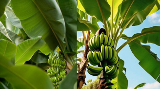 Lá chuối không chỉ để gói bánh, uống nước lá chuối còn rất tốt cho sức khỏe