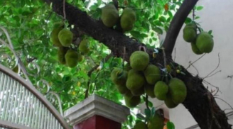 Loại cây phong thủy càng trồng càng hút lộc: Chặt bỏ dễ mất tiền tài và ảnh hưởng gia đạo