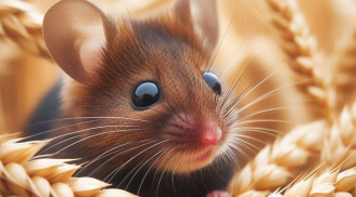 Từ nay đến Rằm tháng 9: 2 tuổi  đón cơ hội lớn nhưng cần cảnh giác tiểu nhân, 1 tuổi dễ mất tiền