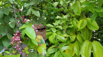 Cách dùng Lá Khế trị mụn làm đẹp da, công dụng bất ngờ