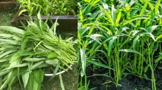 Rau muống ngon phổ biến nhưng ăn theo 3 kiểu này thì gây hại khó lường