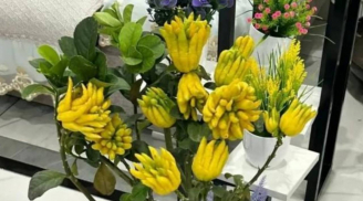 Tổ tiên khuyên trồng 3 loại cây trên ban công: giàu sang, tiền vào như nước - nghèo đến đâu cũng phải có