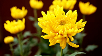 Vì sao nhiều người không cắm hoa cúc vàng trên bàn thờ vào mùng 1?