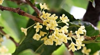5 loại cây trồng trước sân nhà giúp hút tài lộc, phong thủy đại cát, vượng khí dồi dào, tiền bạc vào như nước