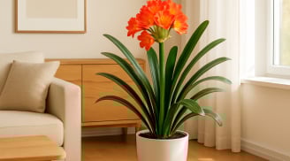 8 loại cây phong thuỷ trấn nhà giữ của: Đặt đúng chỗ, tiền vào như nước, Thần Tài gõ cửa mỗi sáng