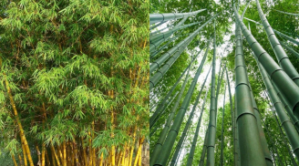 Bất ngờ công dụng của Lá Tre với sức khỏe, tưởng chỉ vứt đi mà lại cực tốt