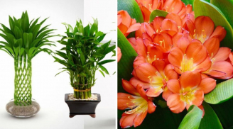 Người giàu thường thích trồng 2 loại cây cảnh 'rẻ tiền' này: Khỏe mạnh, tài lộc, thịnh vượng