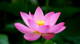 Những người sinh vào các này có nghị lực phi thường, dễ dàng vượt qua khó khăn, sự nghiệp thành công, viên mãn