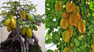 Vì sao nói trồng cây khế trong nhà giúp gia tăng tài lộc và mang lại sức khỏe cho gia chủ