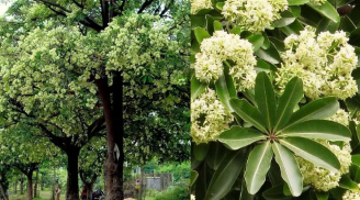 Cây hoa sữa hóa ra là vị thuốc quý ít ai ngờ