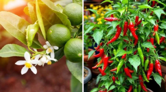 Chanh và ớt là 2 loại cây 'chua cay', vậy tại sao nhiều nhà giàu thích trồng trước cửa?
