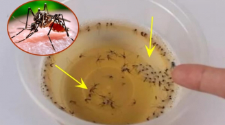 Đặt một bát nước này cạnh giường ngủ, không cần mắc màn, cả đêm không thấy muỗi đâu