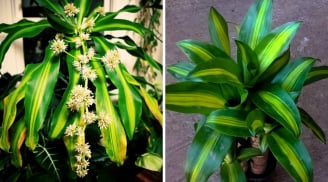 Thiết Mộc Lan có hoa thơm lá đẹp, trồng trước nhà thế nào để thu hút nhiều tài lộc?