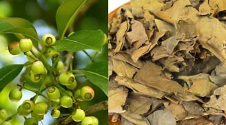 Vì sao các cụ xưa khuyên dùng lá vối khô hơn lá vối tươi? Cách ủ và phơi lá vối khô theo lối xưa