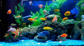 4 mẹo phong thủy hút tài lộc từ cách bài trí bên trong căn nhà