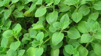 5 loại rau thơm quen thuộc được Bộ y tế công nhận là cây thuốc tốt