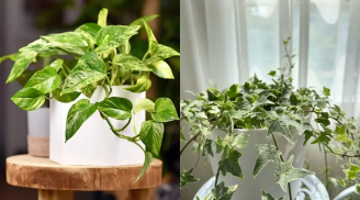 6 loại cây cảnh ‘thần kỳ’ hút ẩm, xua nấm mốc, nhà lúc nào cũng khô thoáng