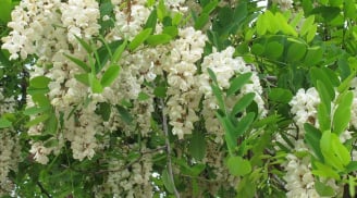 Cứ trồng các loại cây cảnh phong thủy này trước nhà là tài lộc ầm ầm kéo tới