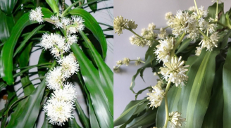 Bí quyết để cây thiết mộc lan ra hoa